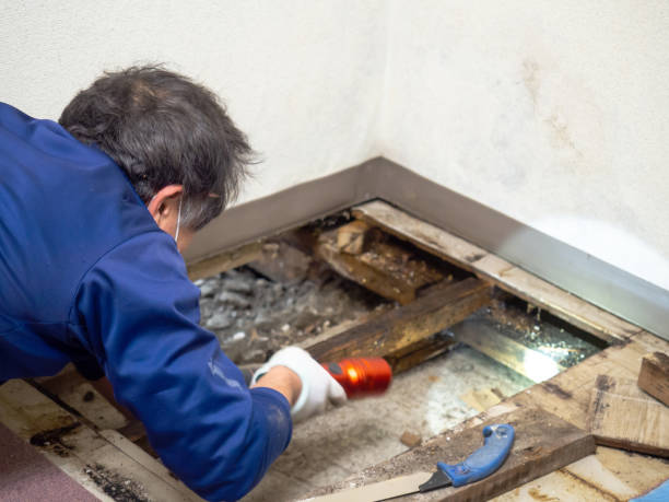 Best Attic Mold Removal  in Hildebran, NC