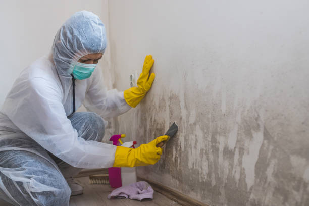 Best Affordable Mold Removal  in Hildebran, NC