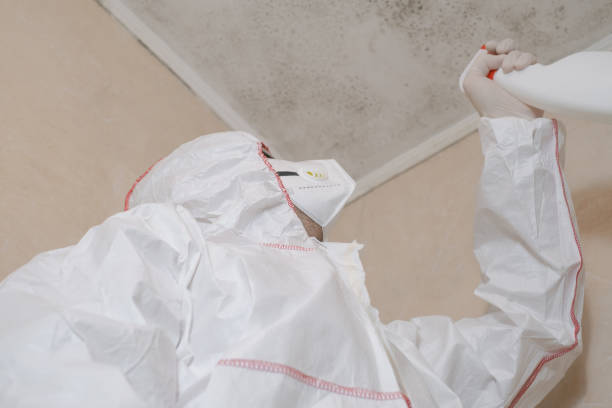Best Mold Removal Company Near Me  in Hildebran, NC