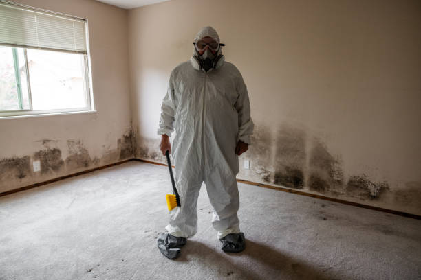 Best Same-Day Mold Removal  in Hildebran, NC