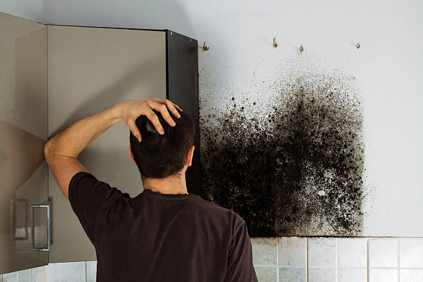 Best Certified Mold Removal  in Hildebran, NC
