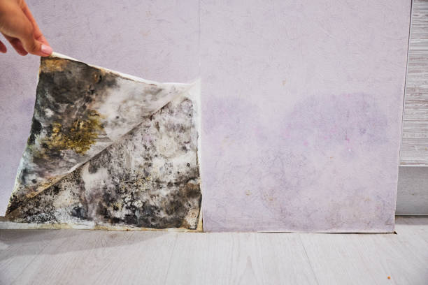 Certified Mold Removal in Hildebran, NC